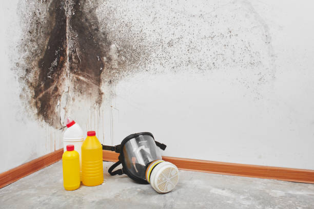 Best Toxic Mold Removal  in Waxahachie, TX