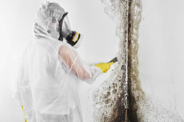 Best Emergency Mold Removal  in Waxahachie, TX