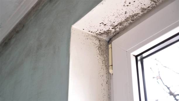 Best Professional Mold Removal  in Waxahachie, TX