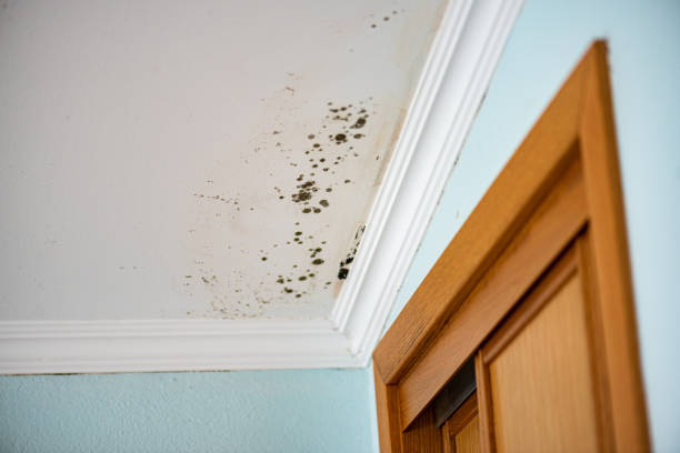 Best Same-Day Mold Removal  in Waxahachie, TX