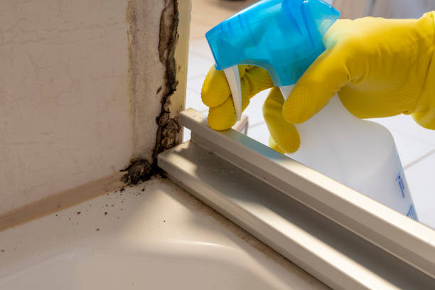 Best Local Mold Removal Service  in Waxahachie, TX