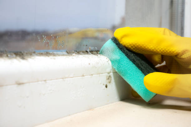 Best Emergency Mold Removal  in Waxahachie, TX