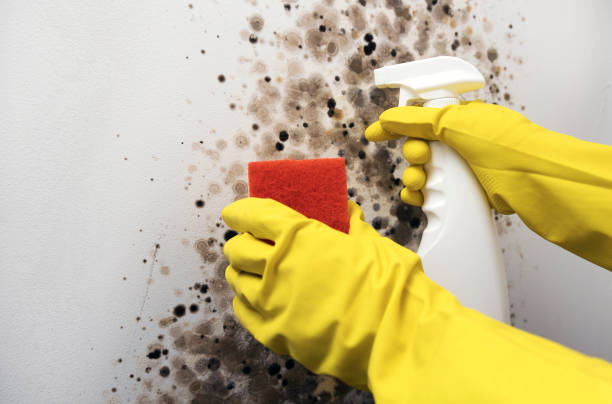 Best Residential Mold Removal  in Waxahachie, TX