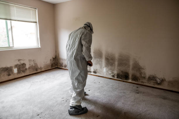 Best Certified Mold Removal  in Waxahachie, TX