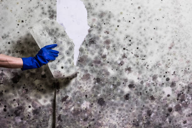 Best Toxic Mold Removal  in Waxahachie, TX