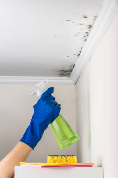 Best Mold Damage Repair  in Waxahachie, TX